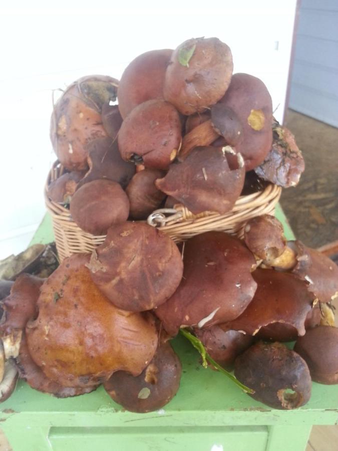 Babia Chata 자보자 외부 사진