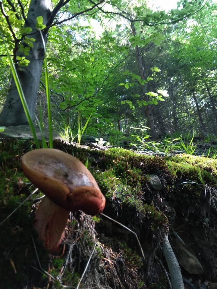 Babia Chata 자보자 외부 사진