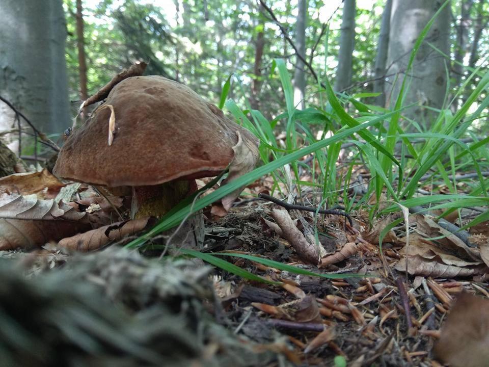 Babia Chata 자보자 외부 사진