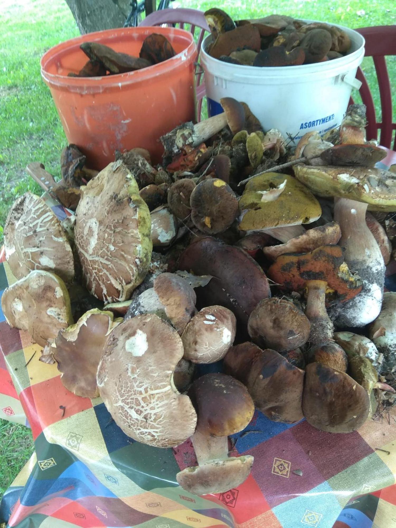 Babia Chata 자보자 외부 사진